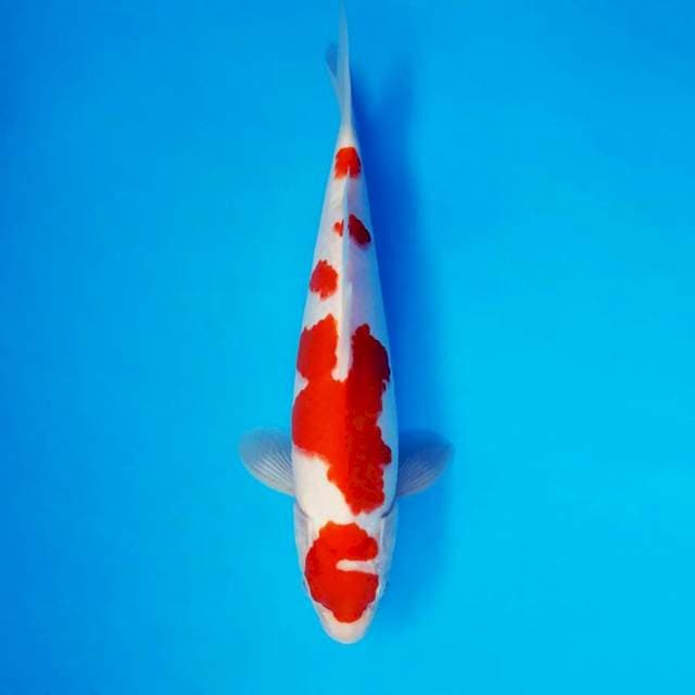 SAGA 2 ~ KOHAKU ™