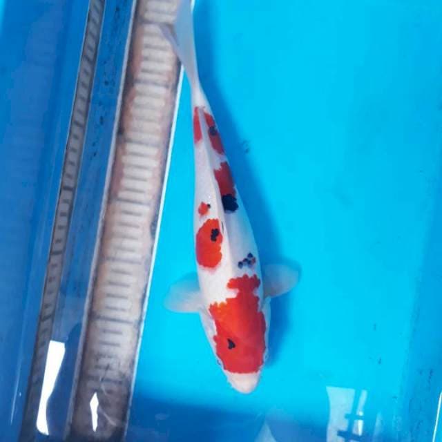 Sanke 30 cm