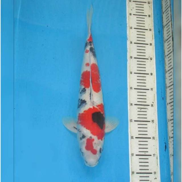 JUMBO - MARUTEN SHOWA TATEGOI