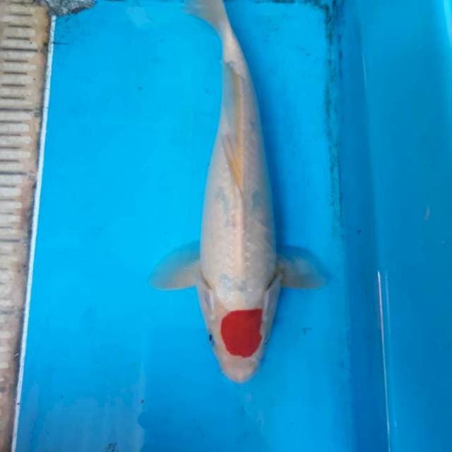 Tanco 26 cm