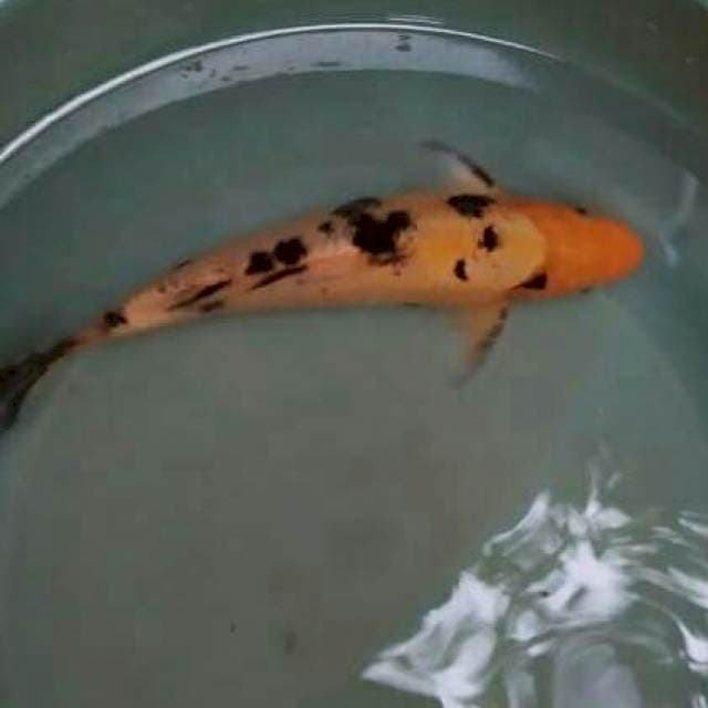 Hi Utsuri