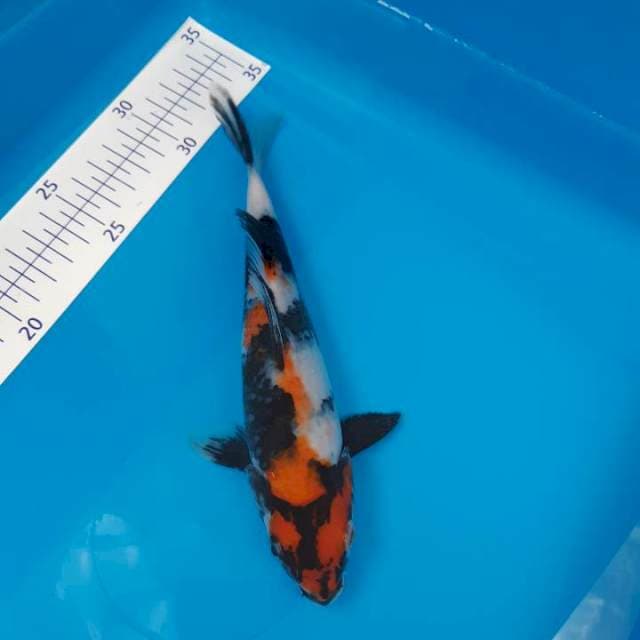 Showa 25 cm