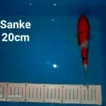 Sanke