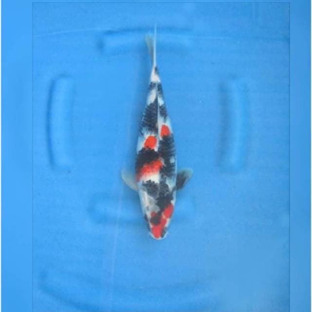 SHOWA SANSHOKU TATEGOI