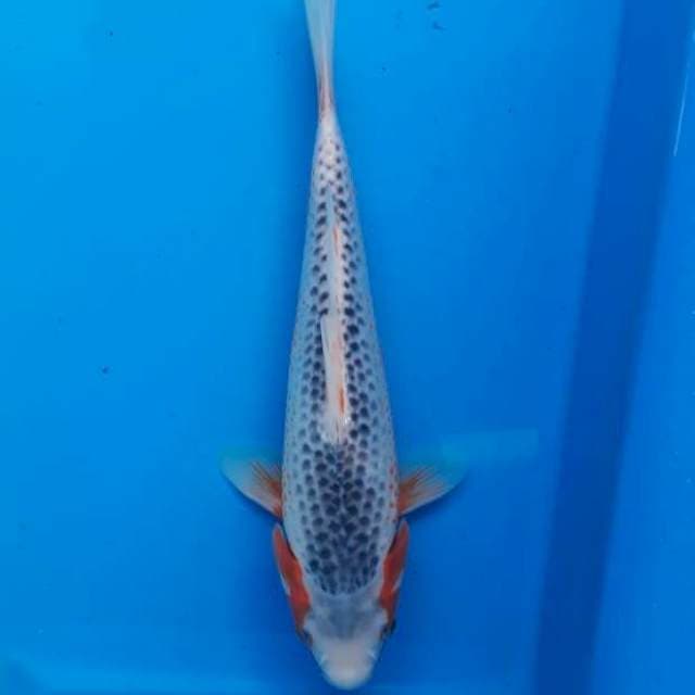 Asagi 23cm female