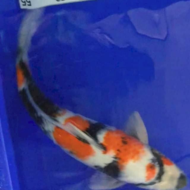 Showa 39cm