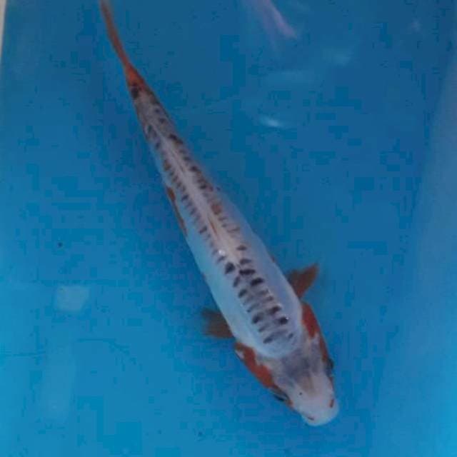 Shusui 16cm