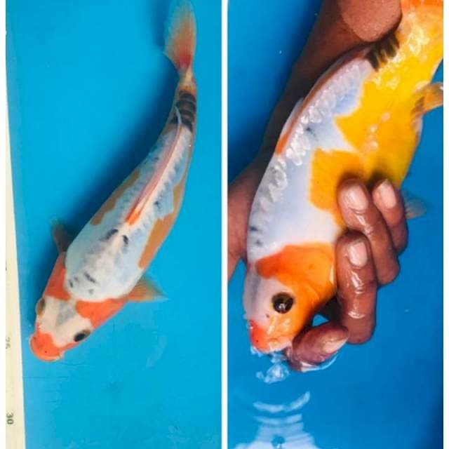 Shusui 23cm shot body