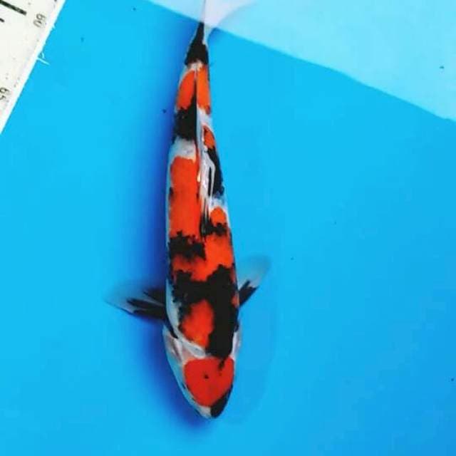 Showa 28cm