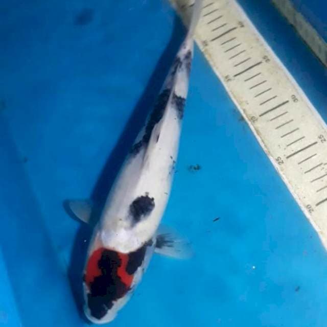Tancho showa 32 cm