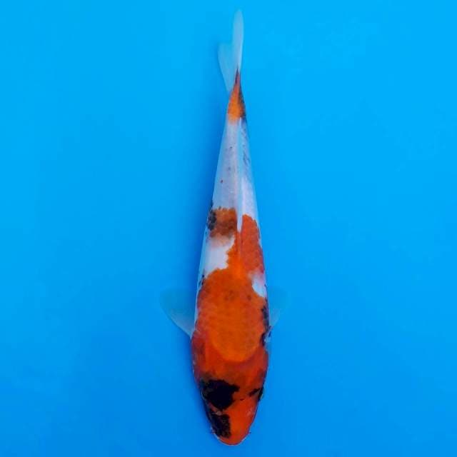 showa 22cm