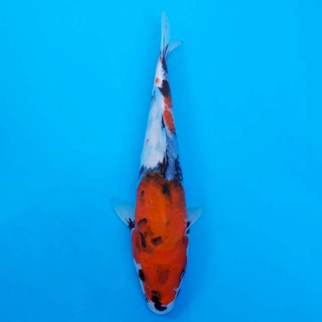 showa 23cm