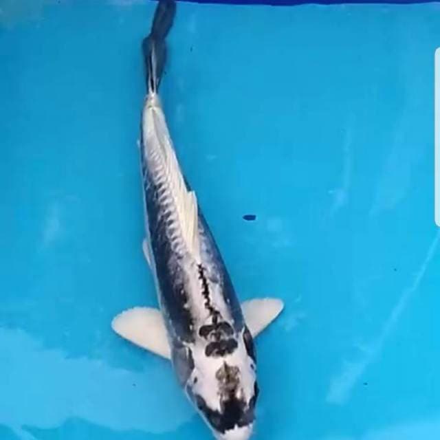 Gin Kabuto 30cm