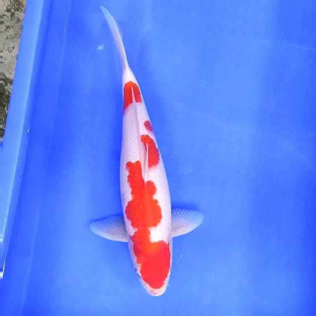 4. Kohaku Bulky || 37 cm 