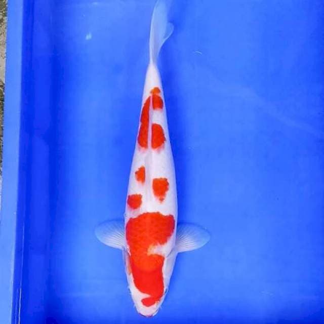 5. Kohaku || 38 cm