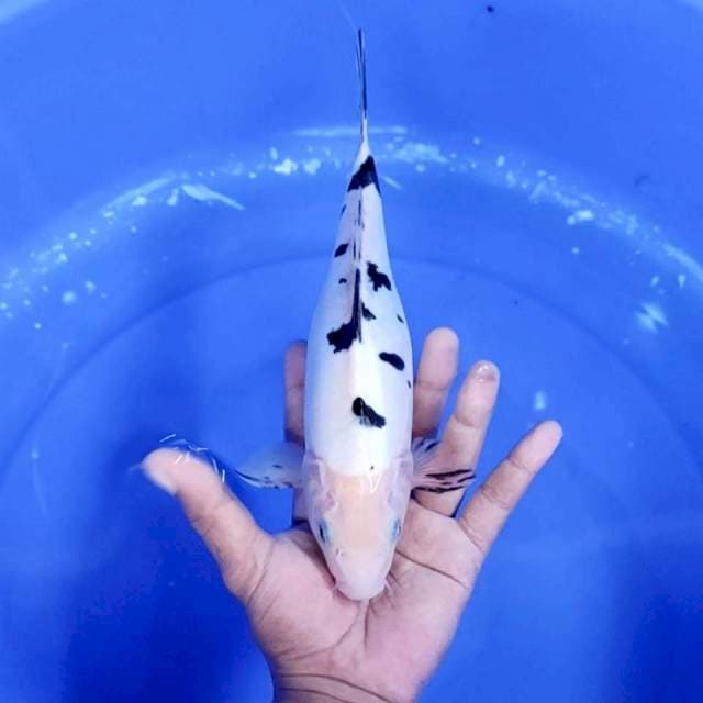 8. Bekko Doitsu || 28 cm