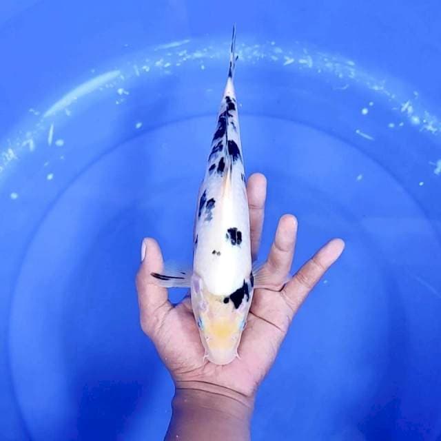 11. Bekko || 29 cm