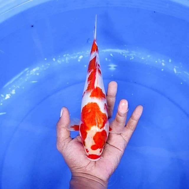 14. Kohaku || 27 cm