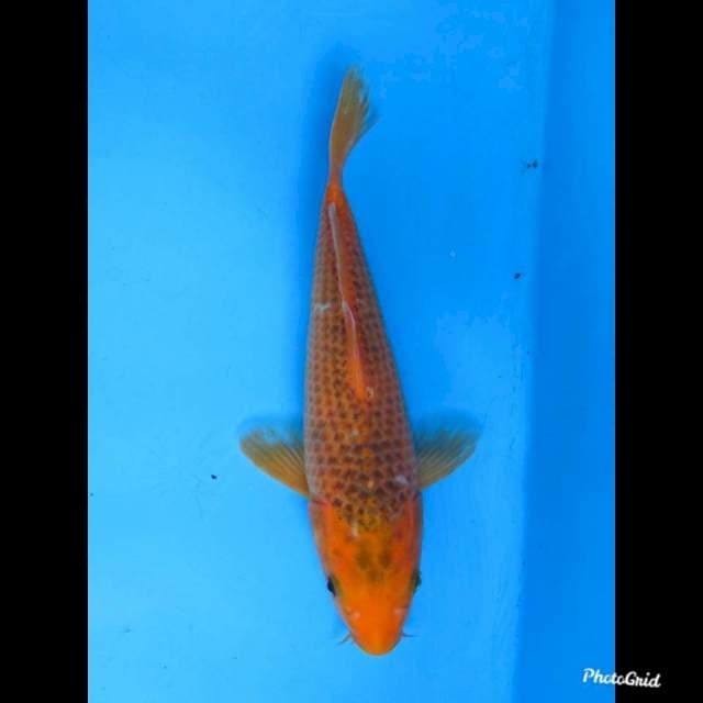 27cm , fml , Matsuba