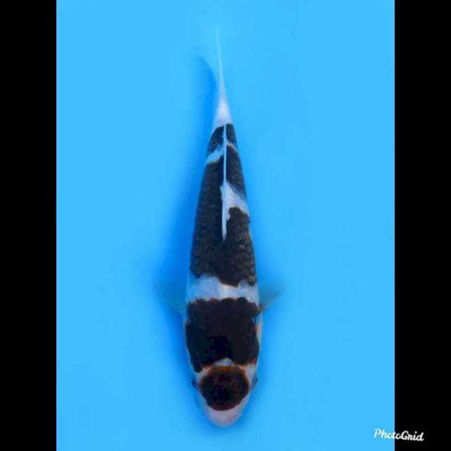 20cm Male , Budo Goromo