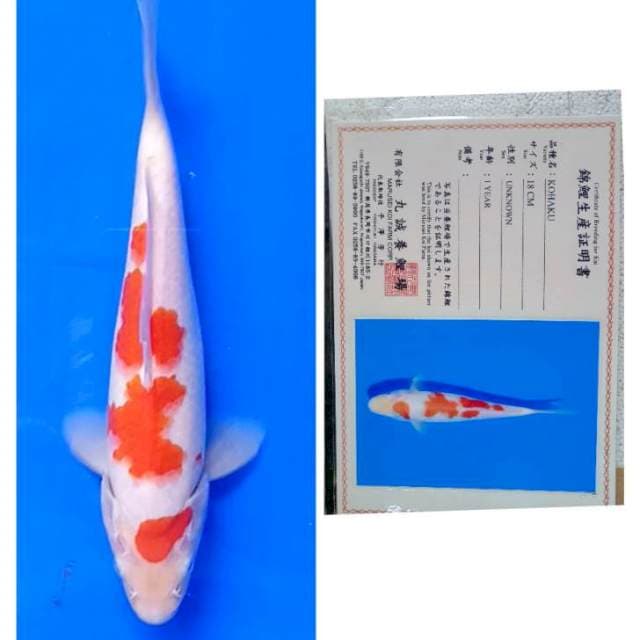 Kohaku Marusei