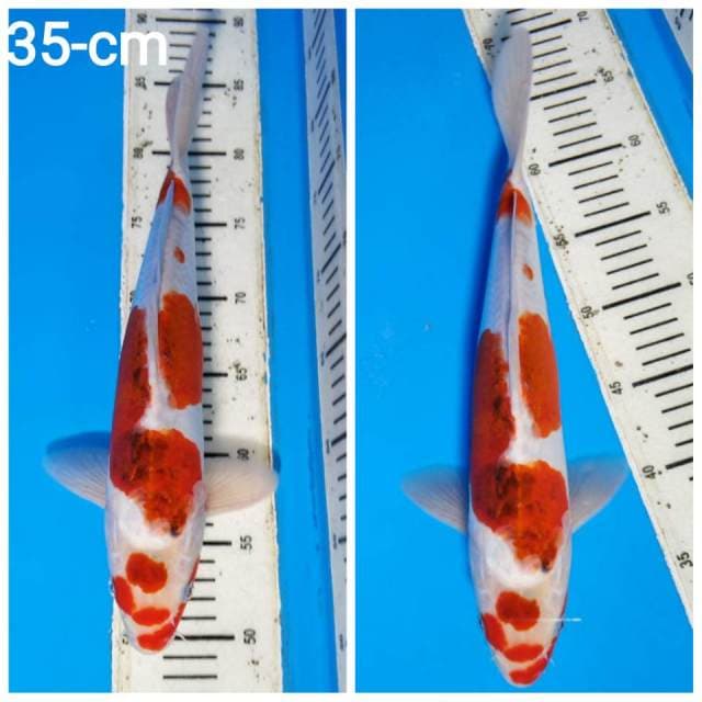 Ai goromo doitshu 35cm