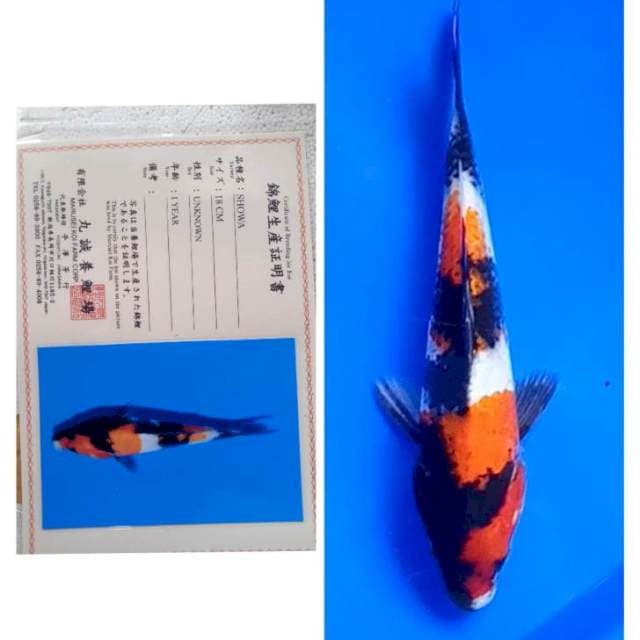 Showa Import Serti Marusei