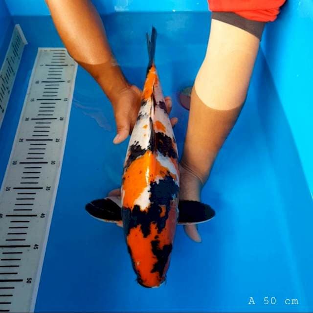 SHOWA 50 cm