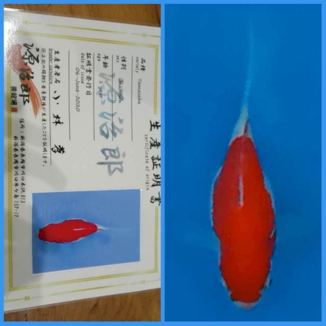 Tamasaba Kohaku / Sakura 🇯🇵