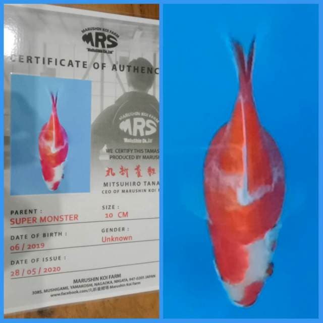 Tamasaba Marushin 🇯🇵