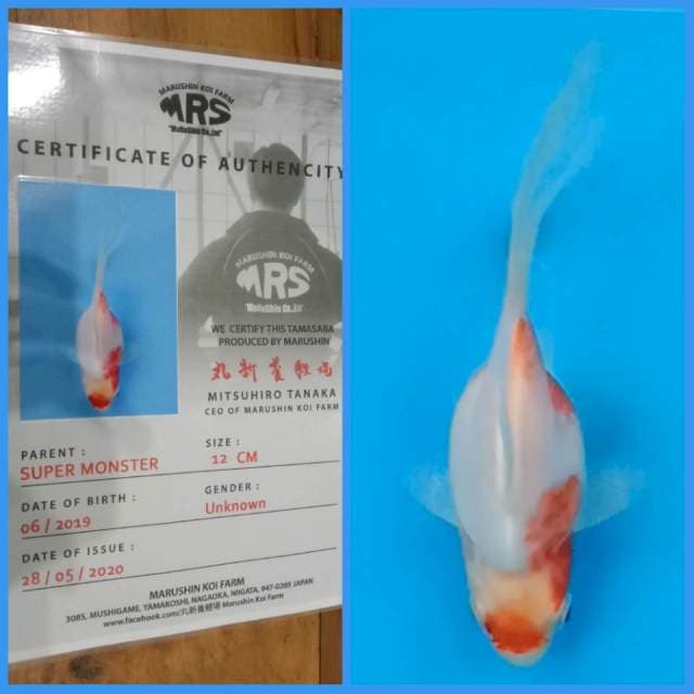 Tamasaba Marushin 🇯🇵 15bu