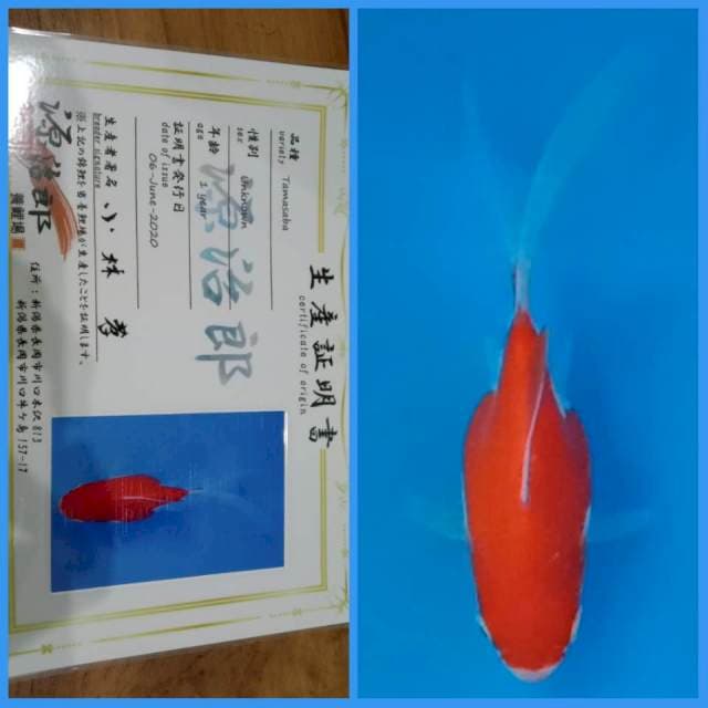 Tamasaba Kohaku / Sakura 🇯🇵