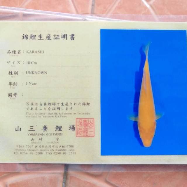karashi yamasan 19 cm