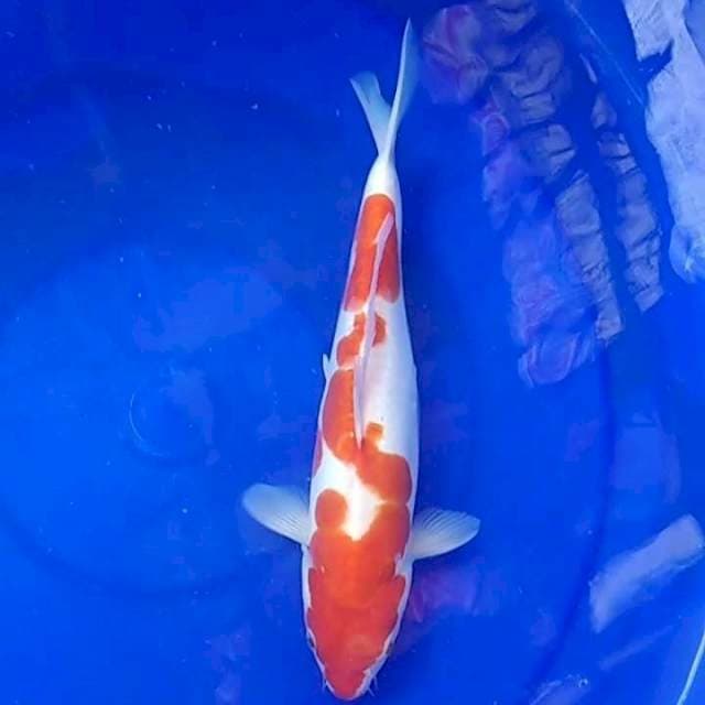 Kohaku Original || 29CM