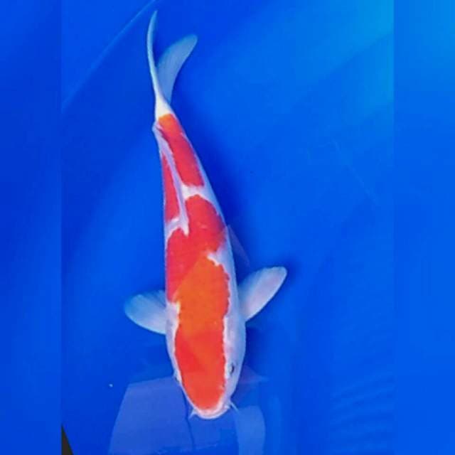 Kohaku bahan keping