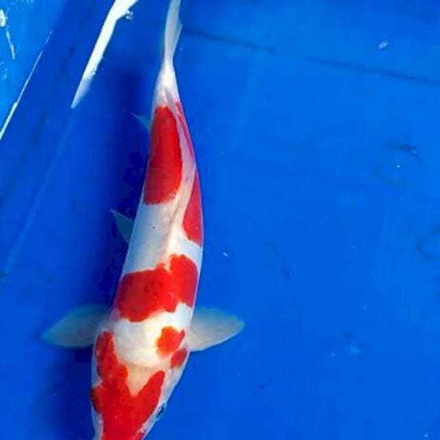 27cm kuhaku doit