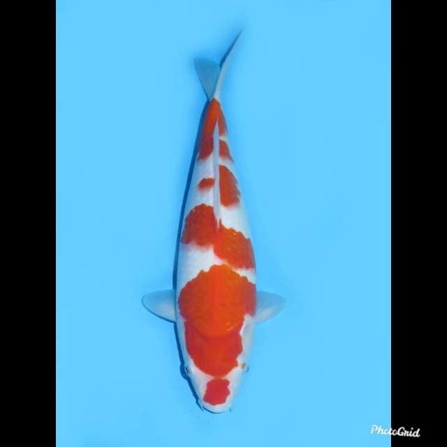 35bu Fml , Kohaku Original Pola