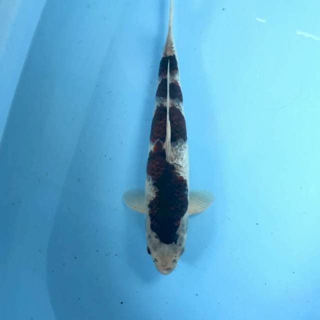 Budo Goromo, 37 cm