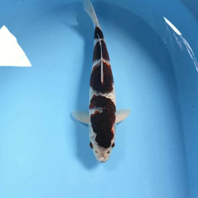 Budo Goromo, 35 cm