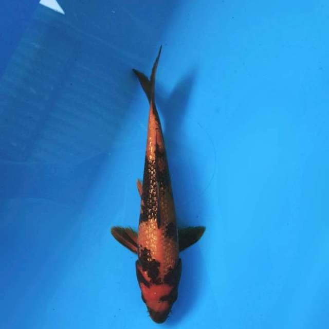 Hi utsuri 