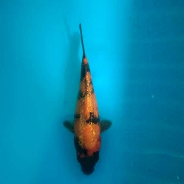 Hi utsuri 