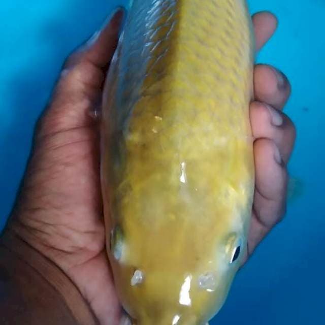 Midori munuk 37cm