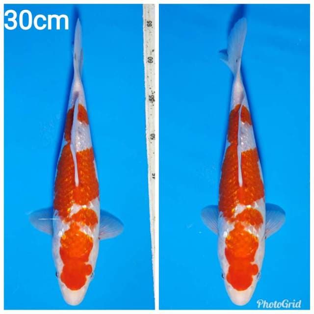 Kohaku ginrin
