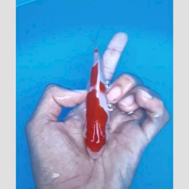 15cm kohaku sisik merah darah original