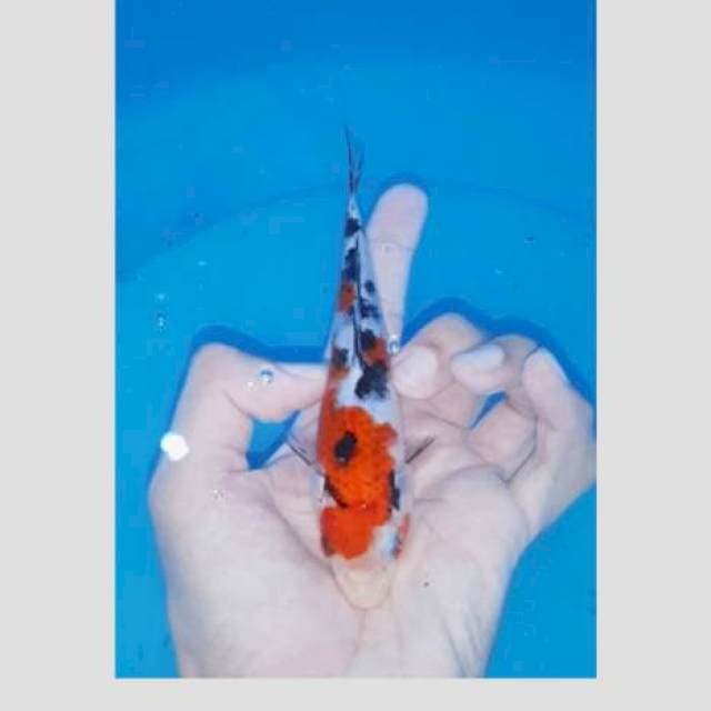 Sanke f1 20bu merah poll original