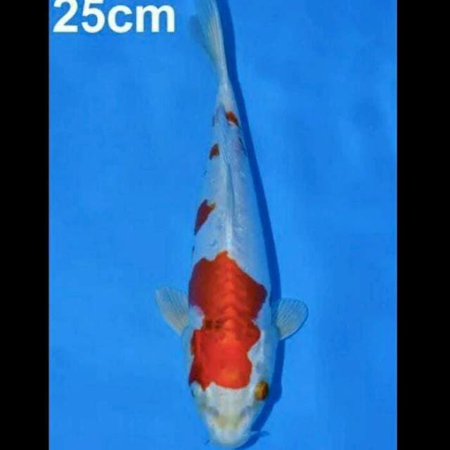 Kikushui serti breeder Jepang