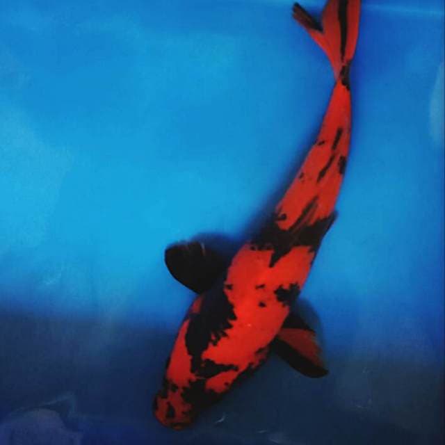 Hi Utsuri 29cm