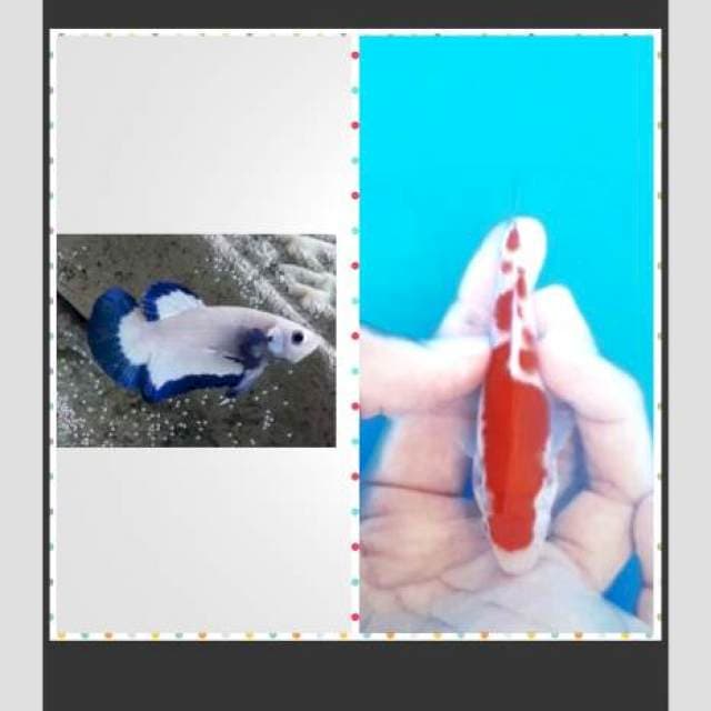 Paket koi 15bu sq & Cupang blue rim size M