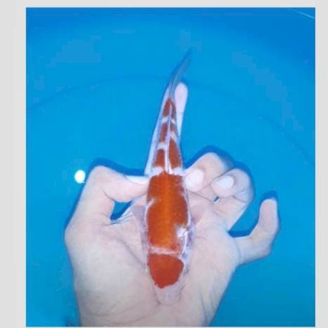 Kohaku pola show 20bu
