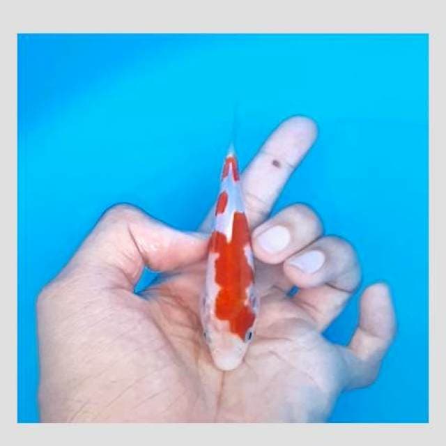 Kohaku original rabbit pattern 15bu